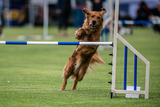 Agility dog in action