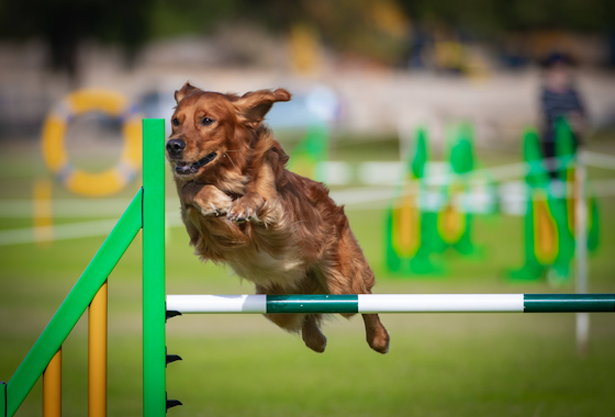 Agility dog in action