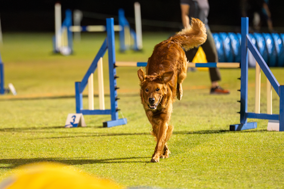 Agility dog in action